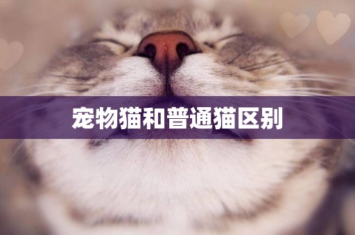 寵物貓和普通貓區別