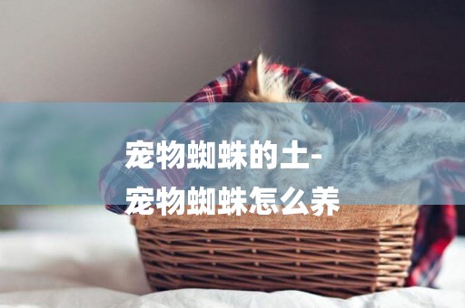 寵物蜘蛛的土-
寵物蜘蛛怎么養