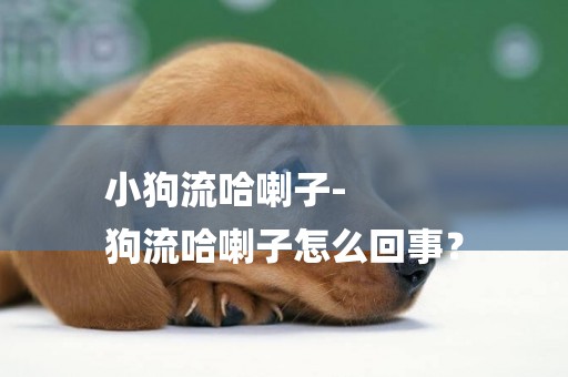 小狗流哈喇子-
狗流哈喇子怎么回事？