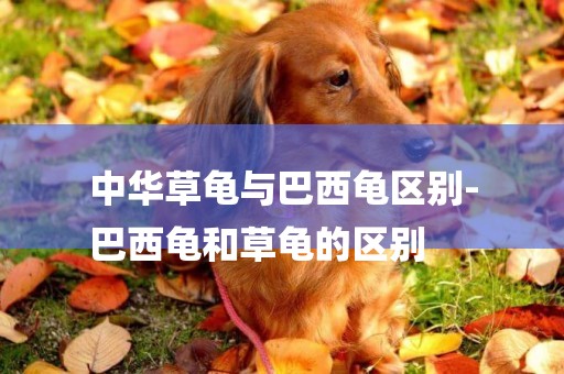 中華草龜與巴西龜區別-
巴西龜和草龜的區別