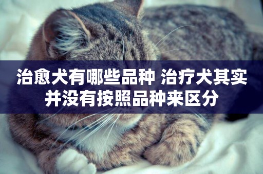 治愈犬有哪些品種 治療犬其實并沒有按照品種來區分