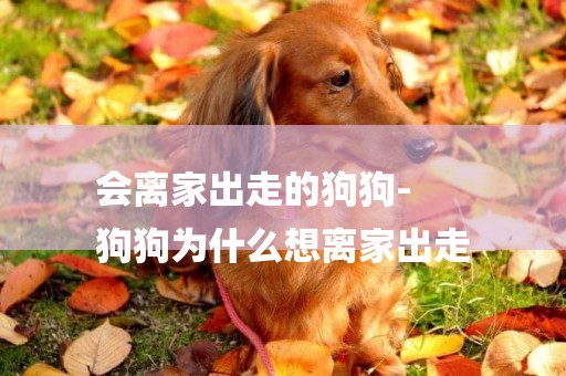 會離家出走的狗狗-
狗狗為什么想離家出走
