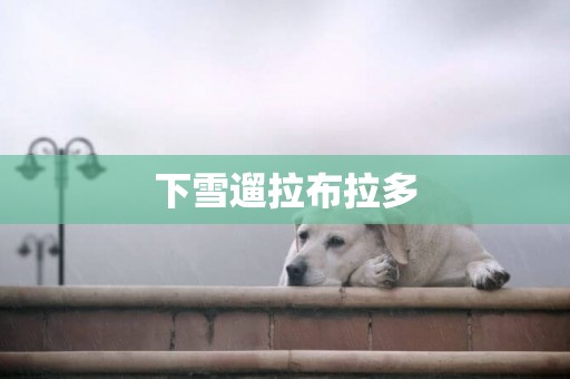 下雪遛拉布拉多