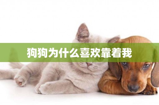 狗狗為什么喜歡靠著我