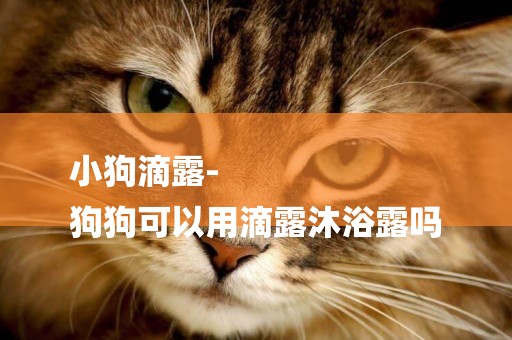 小狗滴露-
狗狗可以用滴露沐浴露嗎