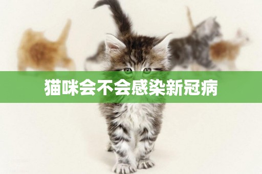 貓咪會不會感染新冠病
