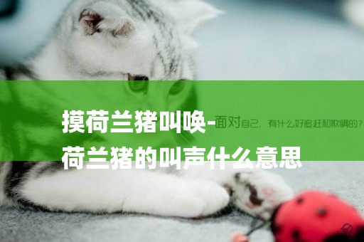 摸荷蘭豬叫喚-
荷蘭豬的叫聲什么意思