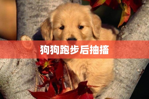 狗狗跑步后抽搐