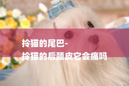 拎貓的尾巴-
拎貓的后頸皮它會痛嗎