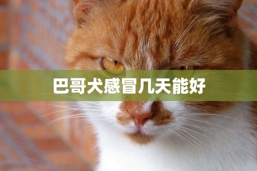 巴哥犬感冒幾天能好
