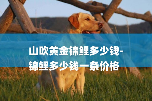 山吹黃金錦鯉多少錢-
錦鯉多少錢一條價格