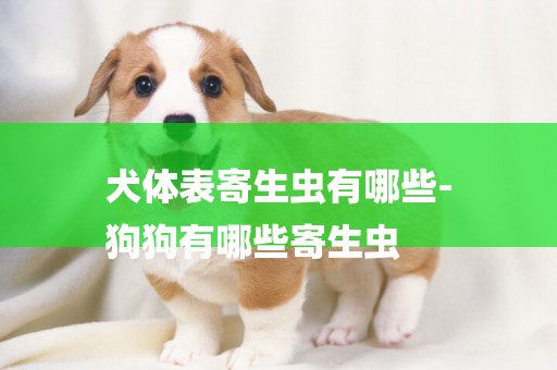 犬體表寄生蟲有哪些-
狗狗有哪些寄生蟲