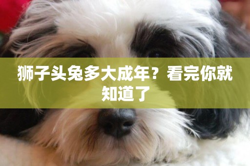 獅子頭兔多大成年？看完你就知道了