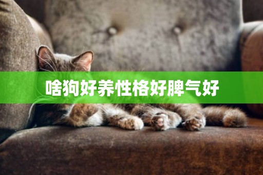 啥狗好養性格好脾氣好