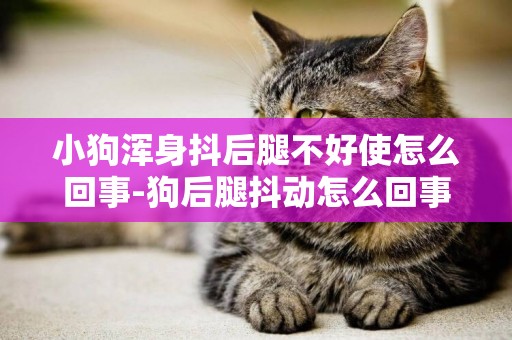 小狗渾身抖后腿不好使怎么回事-狗后腿抖動怎么回事