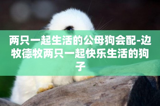 兩只一起生活的公母狗會配-邊牧德牧兩只一起快樂生活的狗子