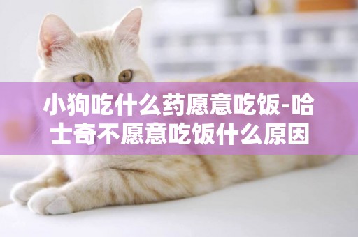 小狗吃什么藥愿意吃飯-哈士奇不愿意吃飯什么原因