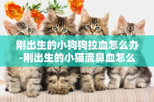 剛出生的小狗狗拉血怎么辦-剛出生的小貓流鼻血怎么辦