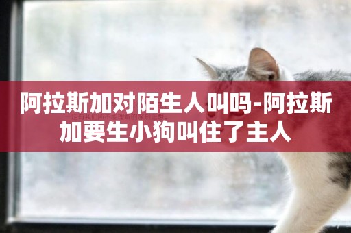 阿拉斯加對陌生人叫嗎-阿拉斯加要生小狗叫住了主人