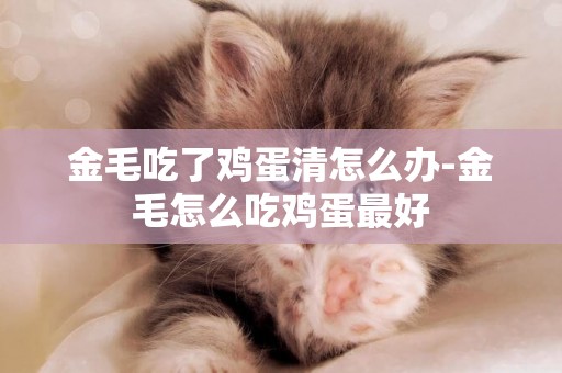 金毛吃了雞蛋清怎么辦-金毛怎么吃雞蛋最好