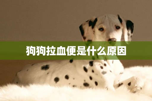 狗狗拉血便是什么原因