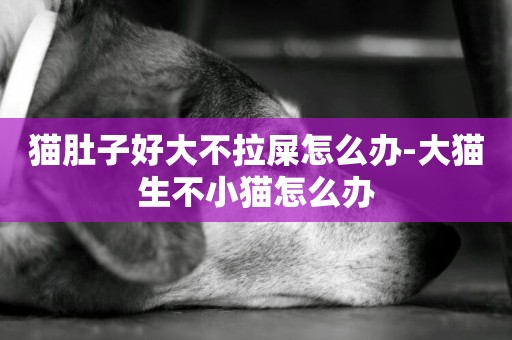 貓肚子好大不拉屎怎么辦-大貓生不小貓怎么辦