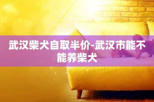 武漢柴犬自取半價-武漢市能不能養柴犬