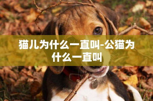 貓兒為什么一直叫-公貓為什么一直叫