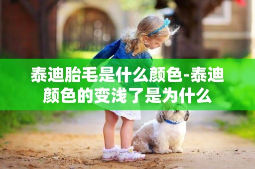 泰迪胎毛是什么顏色-泰迪顏色的變淺了是為什么