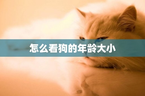 怎么看狗的年齡大小