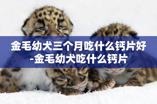 金毛幼犬三個月吃什么鈣片好-金毛幼犬吃什么鈣片