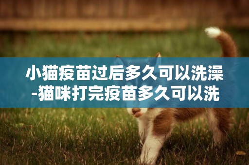 小貓疫苗過后多久可以洗澡-貓咪打完疫苗多久可以洗澡