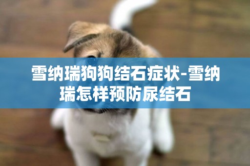 雪納瑞狗狗結石癥狀-雪納瑞怎樣預防尿結石