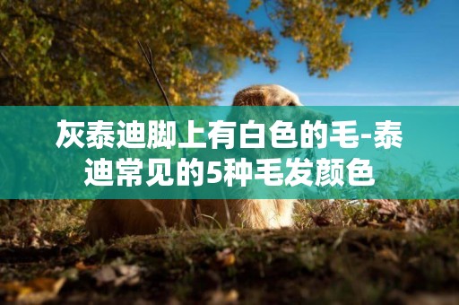 灰泰迪腳上有白色的毛-泰迪常見的5種毛發顏色