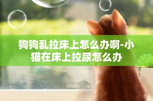 狗狗亂拉床上怎么辦啊-小貓在床上拉尿怎么辦