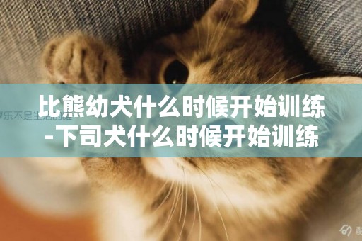 比熊幼犬什么時候開始訓練-下司犬什么時候開始訓練比較好