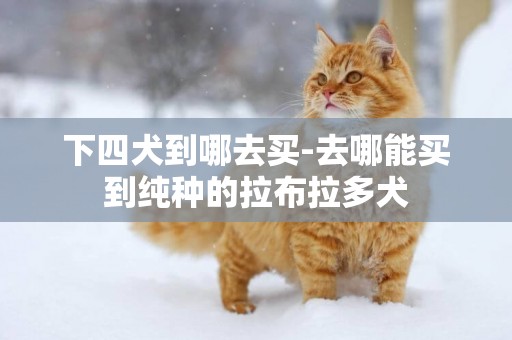 下四犬到哪去買-去哪能買到純種的拉布拉多犬
