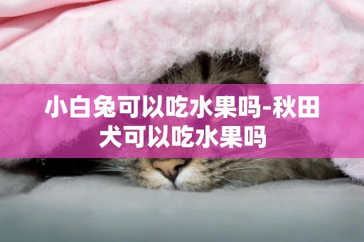 小白兔可以吃水果嗎-秋田犬可以吃水果嗎