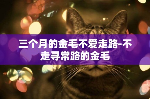 三個月的金毛不愛走路-不走尋常路的金毛