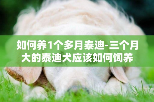 如何養1個多月泰迪-三個月大的泰迪犬應該如何飼養