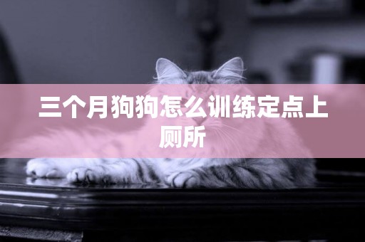 三個月狗狗怎么訓練定點上廁所