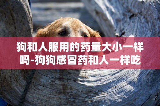 狗和人服用的藥量大小一樣嗎-狗狗感冒藥和人一樣吃嗎