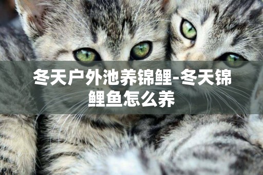 冬天戶外池養錦鯉-冬天錦鯉魚怎么養