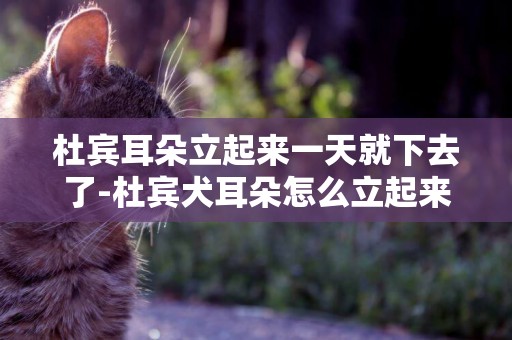 杜賓耳朵立起來一天就下去了-杜賓犬耳朵怎么立起來