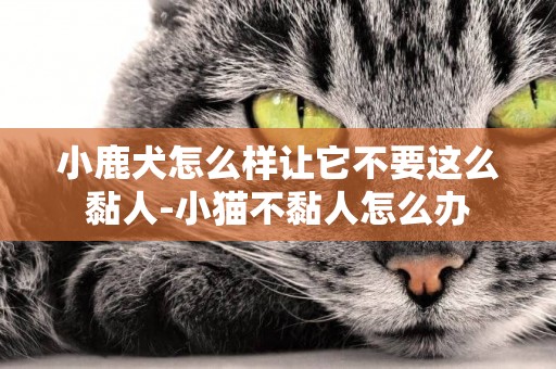 小鹿犬怎么樣讓它不要這么黏人-小貓不黏人怎么辦