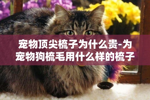 寵物頂尖梳子為什么貴-為寵物狗梳毛用什么樣的梳子適合
