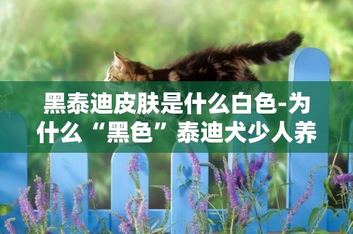 黑泰迪皮膚是什么白色-為什么“黑色”泰迪犬少人養
