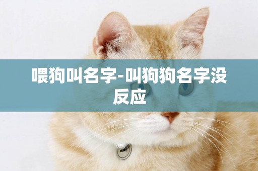 喂狗叫名字-叫狗狗名字沒反應