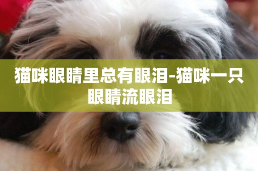 貓咪眼睛里總有眼淚-貓咪一只眼睛流眼淚