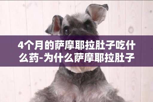 4個月的薩摩耶拉肚子吃什么藥-為什么薩摩耶拉肚子了